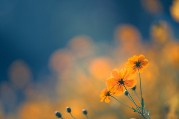 你们觉得奇瑞汽车怎么样？