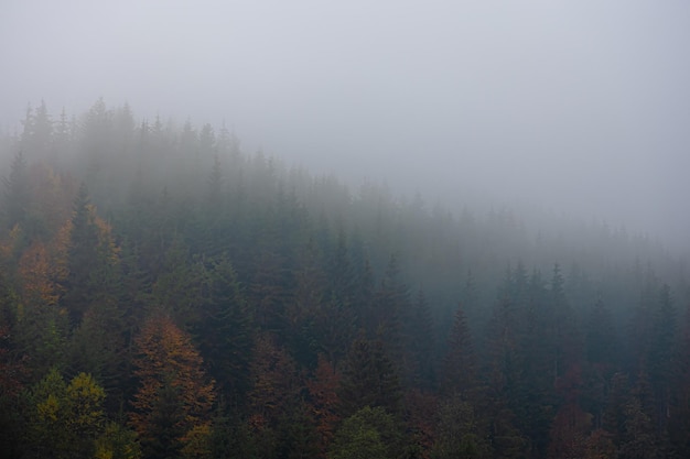 国产车可以媲美荣放